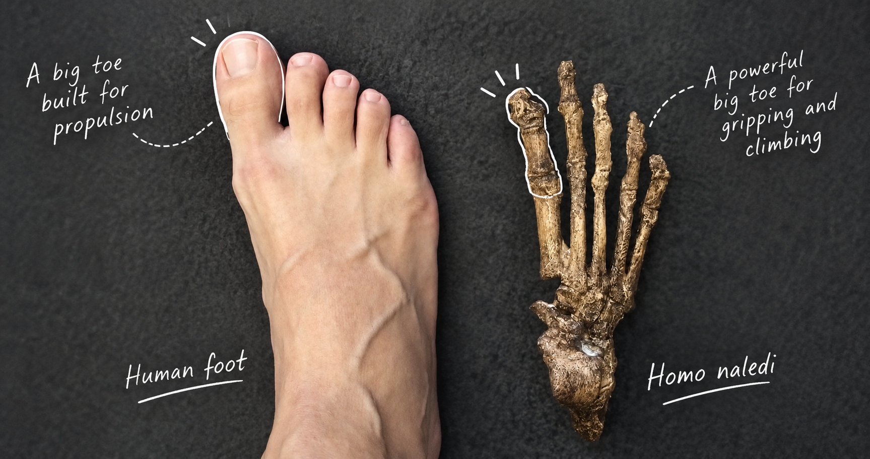 Why the Big Toe Matters: How Evolution Shaped the Human Foot for Walking and Running